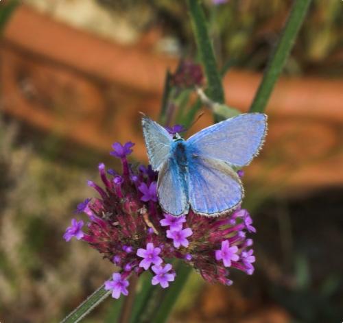 Polyommatus icarus